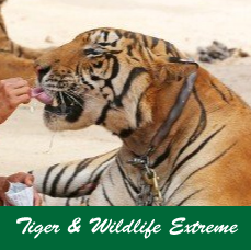 Tiger-&-Wildlife-Extream.jpg