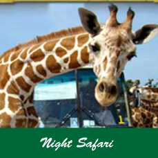 nightsafari